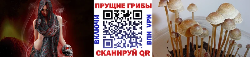 Галлюциногенные грибы Cubensis  купить  цена  Сегежа 